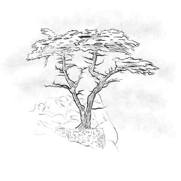 Print of Tree Drawings by Donald Ambroziak