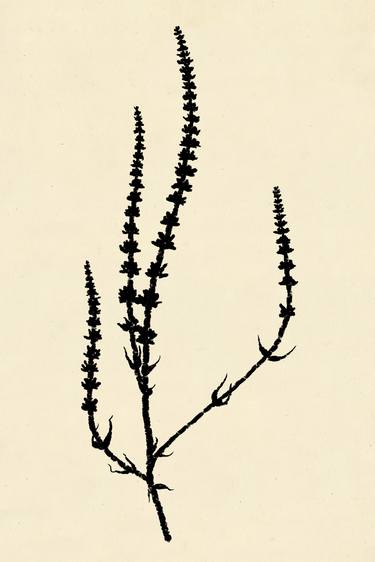 Print of Fine Art Botanic Printmaking by Donald Ambroziak