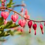 Bleeding hearts symbolize expressing emotions openly, and feeling compassion and unconditional love for everything in creation.