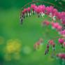 Bleeding hearts symbolize expressing emotions openly, and feeling compassion and unconditional love for everything in creation.