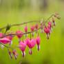 Bleeding hearts symbolize expressing emotions openly, and feeling compassion and unconditional love for everything in creation.