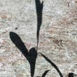 Shadows on the Stone 2 by Dieter Mach