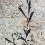 Shadows on the Stone 3 by Dieter Mach