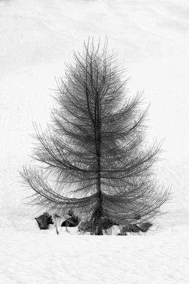 Original Tree Photography by Dieter Mach