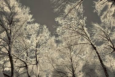 Winter Trees In Black and White thumb