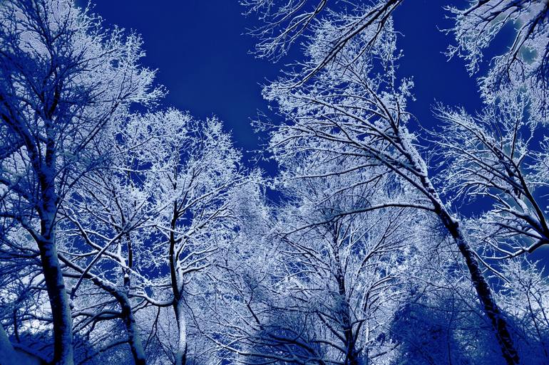 Winter Trees In Blue Photography by Jeff Watts | Saatchi Art