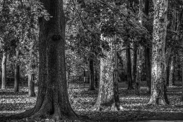 Original Photorealism Tree Photography by Jeff Watts