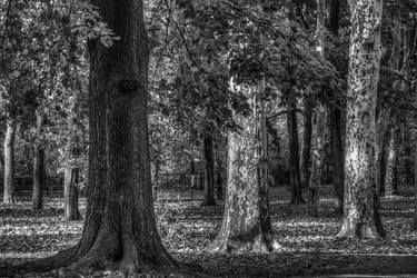 Prospect Park Trees [B&W] thumb