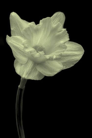 Original Fine Art Floral Photography by Jeff Watts