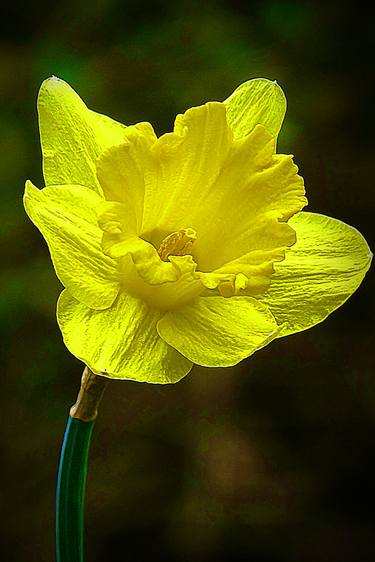 Daffodil thumb