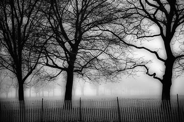 Brooklyn Trees In The Mist thumb