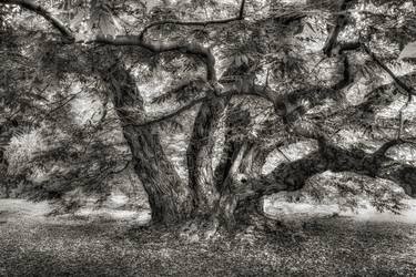 Print of Tree Photography by Jeff Watts