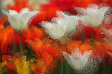 Spring Tulips Abstract - Limited Edition 2 of 10 thumb
