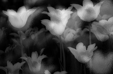Original Abstract Floral Photography by Jeff Watts