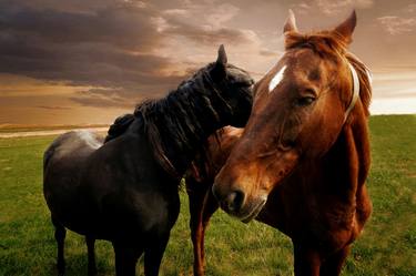 Print of Horse Photography by Jeff Watts