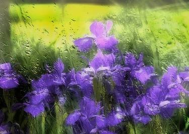 Irises In The Rain - Limited Edition of 10 thumb
