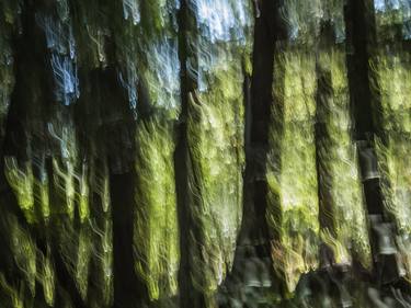 Original Abstract Nature Photography by Mary Jane Gomes