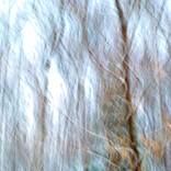 POPPING TREES offering 5/25 - Limited Edition of 25 by Mary Jane Gomes