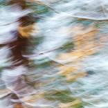 SNOW-BLIND LEAVES offering 5 of 25 - Limited Edition of 25 by Mary Jane Gomes