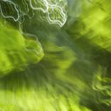 Limelight 5 - Limited Edition of 5 by Mary Jane Gomes