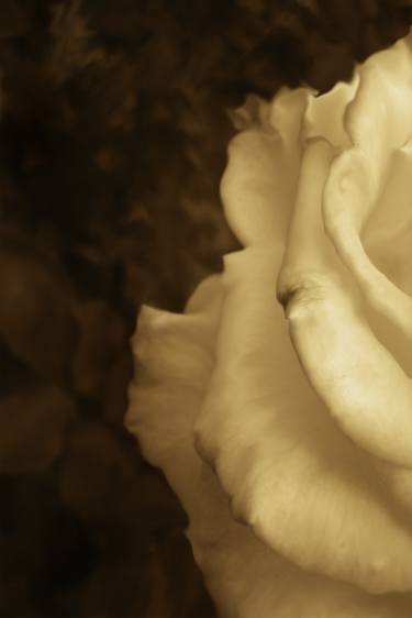 Print of Fine Art Floral Photography by Eric Baronsky
