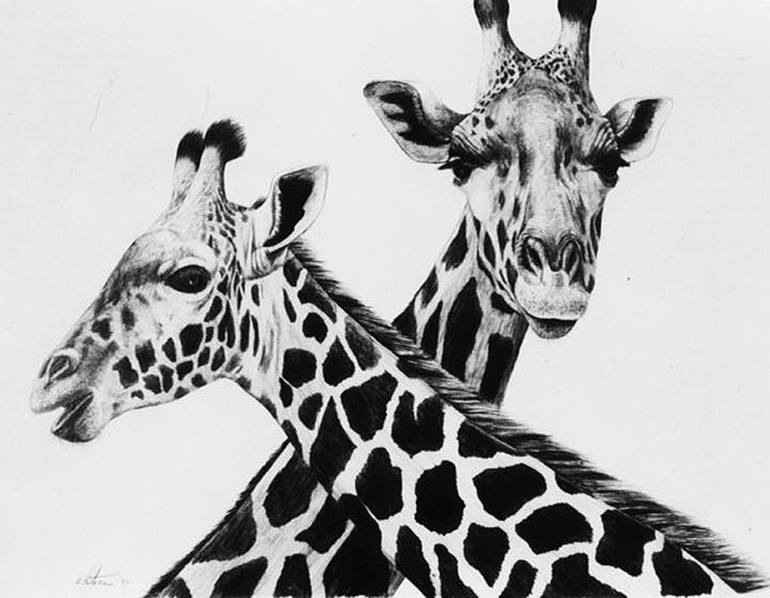 Giraffes Drawing by Ron Whitacre | Saatchi Art