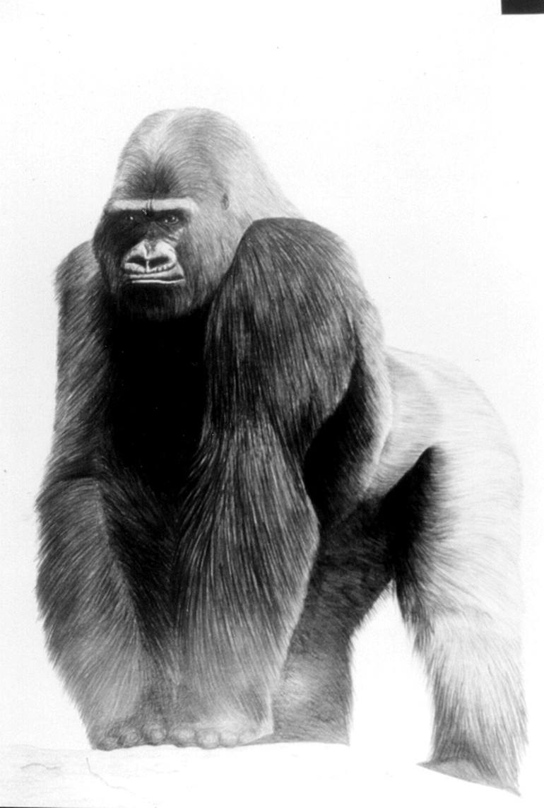 GORILLA Drawing by Ron Whitacre Saatchi Art