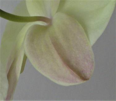 Orchid Petals - Limited Edition 1 of 25 thumb