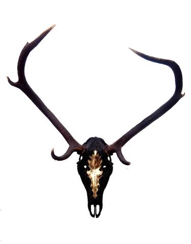 Holden - Embellished Real Red Deer Skull thumb