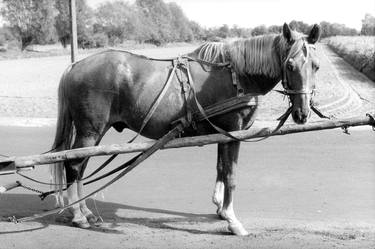 A horse in harness, the Sławskie Lake District, Poland, 2003 thumb