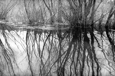 The swamps, Turawskie Lake, Poland, 2004 thumb