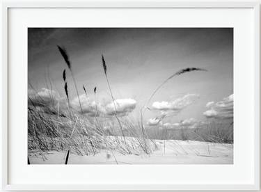 Grass on sand dunes, Świnoujście, the Baltic Coast, Poland, 2003 thumb