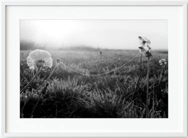 At the crack of dawn, Osłonin, the Sławskie Lake District, 2003 thumb