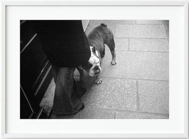 English Bulldog in Paris, 2004 thumb