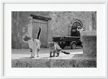 Cats from Tuscany, 2004 thumb