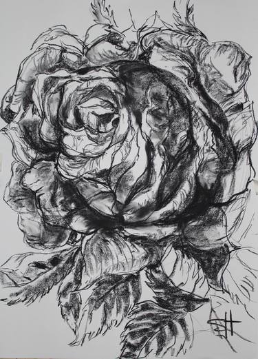 Print of Realism Botanic Drawings by Shauna Southam