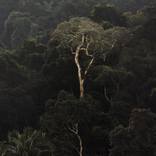 Tijuca Forest X (50 x40 cm) by Antonio Schubert