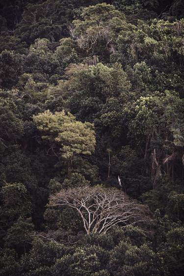 Tijuca Forest XX thumb