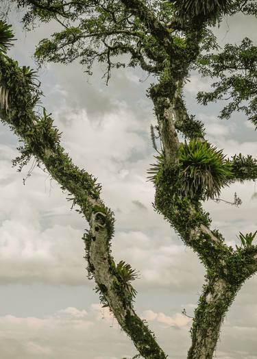 Original Fine Art Tree Photography by Antonio Schubert