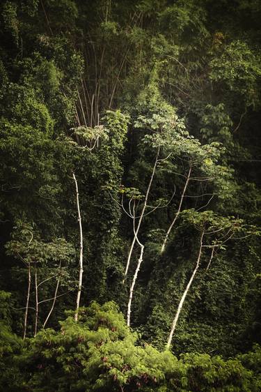 Tijuca Forest XXIX thumb