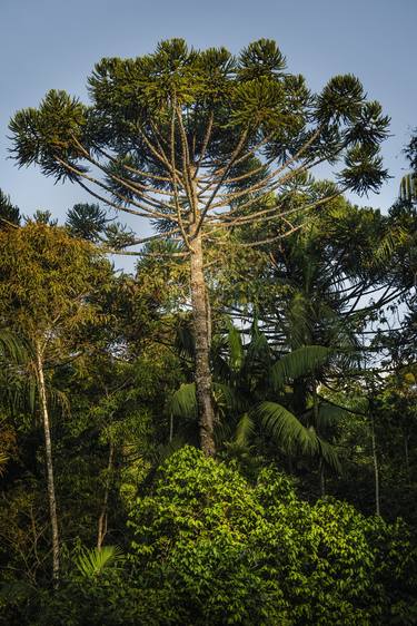 Original Tree Photography by Antonio Schubert