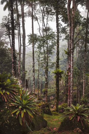 Original Fine Art Tree Photography by Antonio Schubert