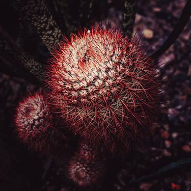 Original Fine Art Nature Photography by Antonio Schubert