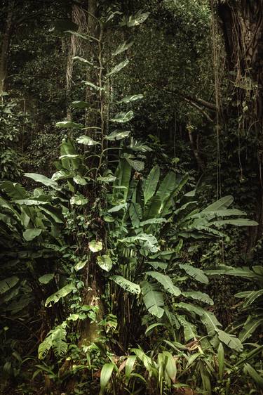 Original Fine Art Nature Photography by Antonio Schubert