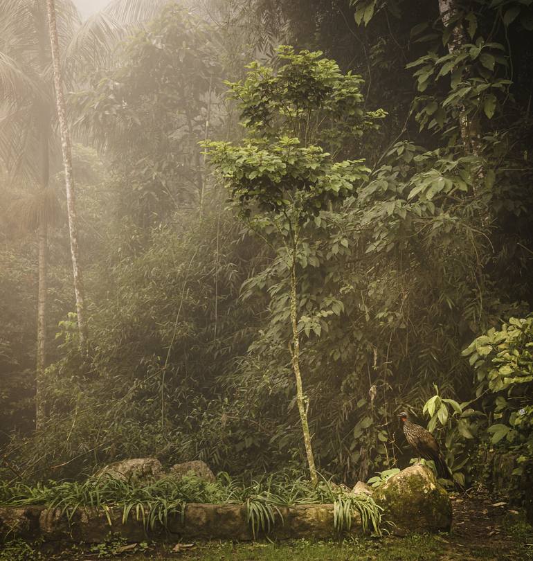 Original Fine Art Nature Photography by Antonio Schubert