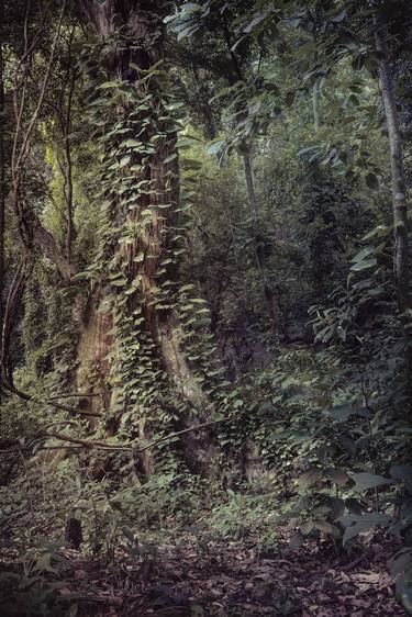 Original Fine Art Nature Photography by Antonio Schubert