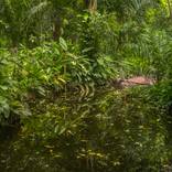 Tropical Gardens VIII by Antonio Schubert