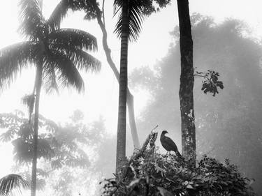 Original Nature Photography by Antonio Schubert