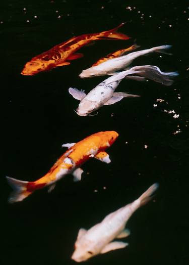 Original Fish Photography by Antonio Schubert