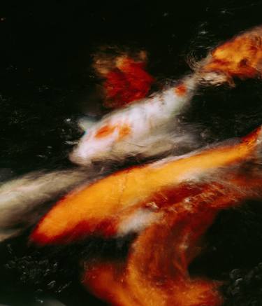 Original Fine Art Fish Photography by Antonio Schubert
